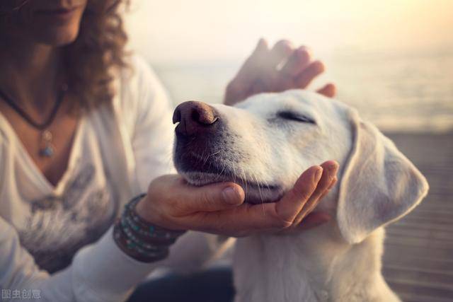 烈犬咬人致死亡 主人辩称我没罪